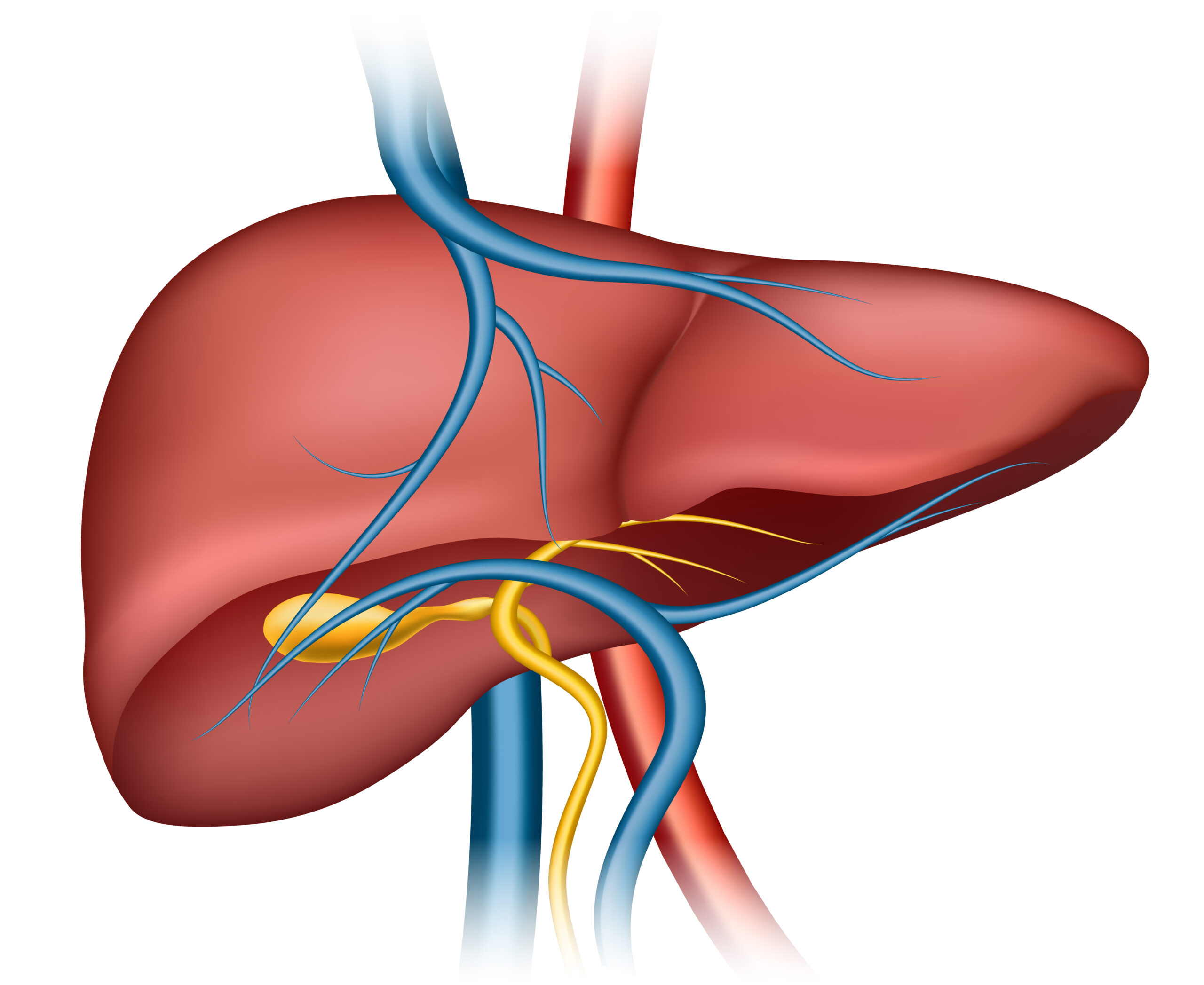 Gastroliver
